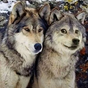 时光下爱的缄默