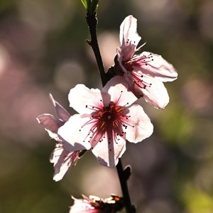 春暮花落雨（洞箫版）