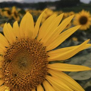 阳光Daylight（日光版）