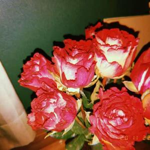 依然爱你demo1（翻自 王力宏）