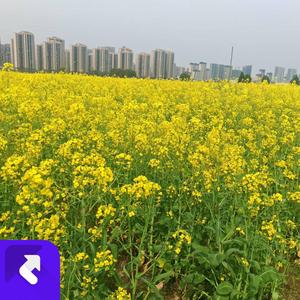 行李箱中的未完约定 (现场)