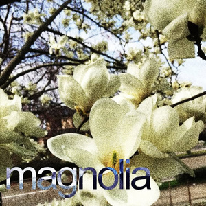 magnolia