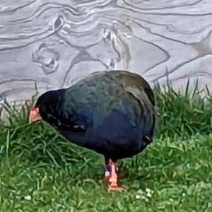 Left Behind for flute alone, left-hand only (feat. Christina Medawar, flutist)