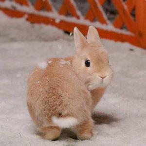 Young（翻自 TFBoys）