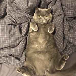 问问爱情（翻自 蔡旻佑）