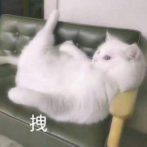 明月天涯