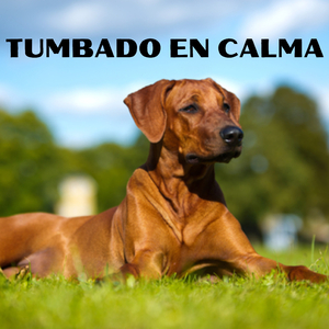 ADIESTRAR UN CACHORRO