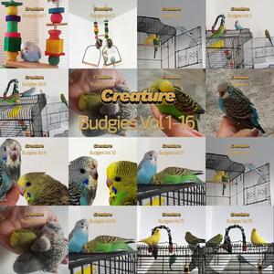 Budgies, Vol. 9