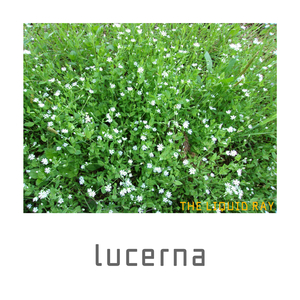 lucerna