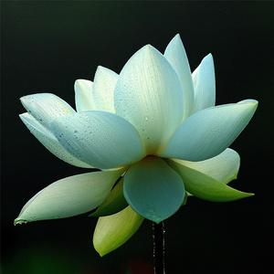 普贤行愿品 (伴奏)