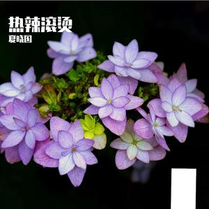 热辣滚烫