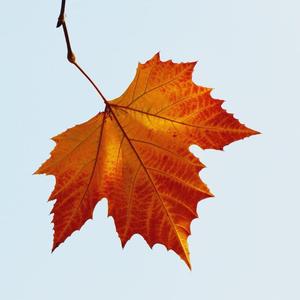 【洛天依中文填词】被生命所厌恶