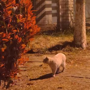 房间里的大象-你（xxxshepion remix）