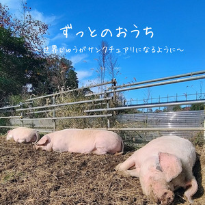 ずっとのおうち～世界中がサンクチュアリになるように～