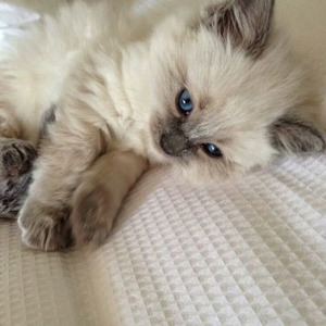 Watagatapitusberry (slowed)