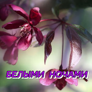 БЕЛЫМИ НОЧАМИ