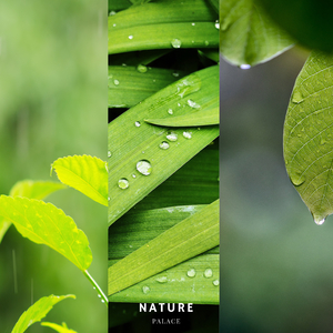 Asia's Jungles