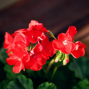 빨강무늬제라늄 Geranium Zonal