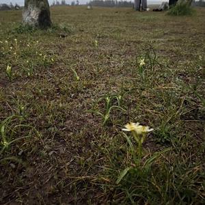 Wish The Ground Was Flowers