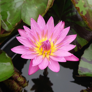 「氷のワルツ」