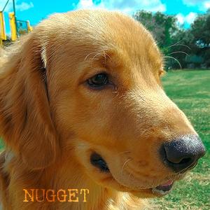 Nugget