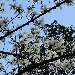 落尽梨花月又西