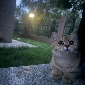 也许我爱你（Cover 大阁僚）