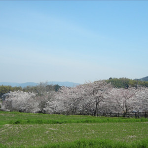 桜華ノ谷 ～爛漫・一乗谷～