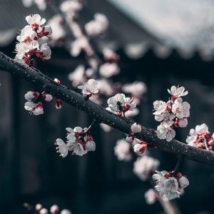 裂缝中的花（助眠解压钢琴曲）