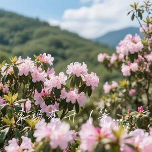 索玛花开 (Cover 心见)