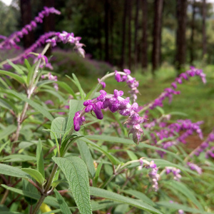 毛家苑乡辉岩寨，由当地布依族群众集体创作-好花红-变奏（微风-空灵 remix）