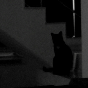 Gato Preto