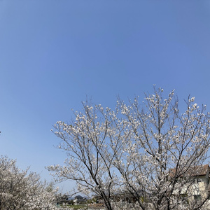 １０００年の恋物語