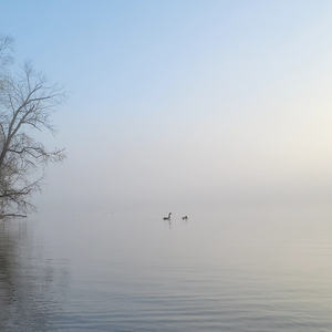 a whiter shade of pale