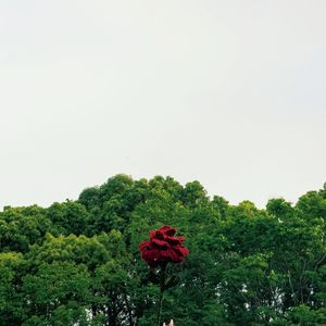 矫情病人
