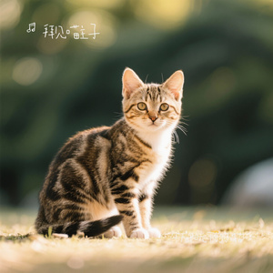 午后阳光下的小猫