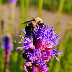 BUMBLE