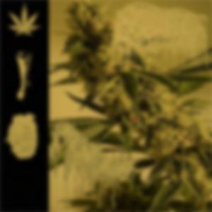 Covered in a Wet Blanket (Of Pus)