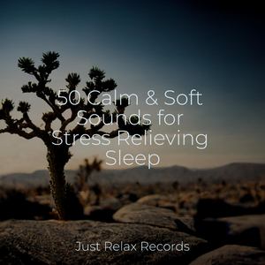 Echoes of Wisdom's Embrace