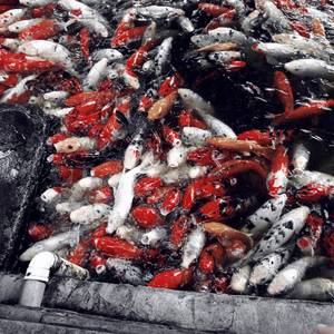 随波逐流（Prod.by Jeston）