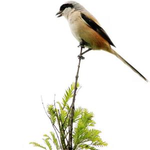 我是一只孤独的鸟(水发哥)