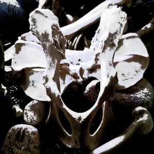 Feeding On The Sun/Clawing At The Earth