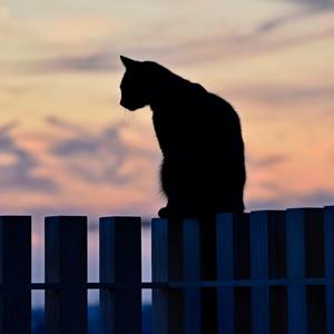 黑猫 prod.by毒猫毒猫