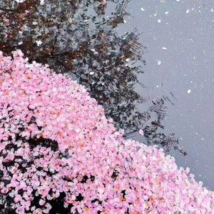 暮雨花