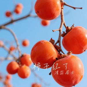 柿子红了