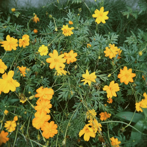 梦醉红尘间 情绪疗愈曲