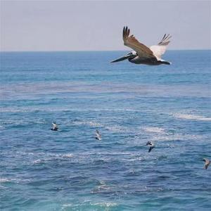 连锁反应 (DJ版)