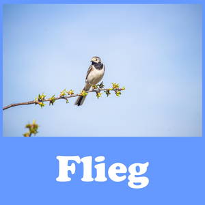 Flieg